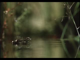 KATEGORIE 1: Fliege - DDB Germany / Berlin - Auftraggeber: VW Golf GT